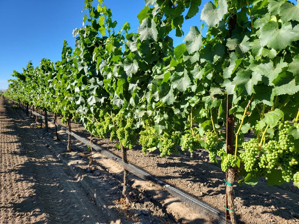 Vineyard row with green grapes and foliage under a clear blue sky